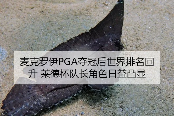 mai-ke-luo-yi-duo-guan-hou-shi-jie-pai-ming-hui-sheng-lai-de-bei-dui-zhang-jue-se-ri-yi-tu-xian-2-394.jpg